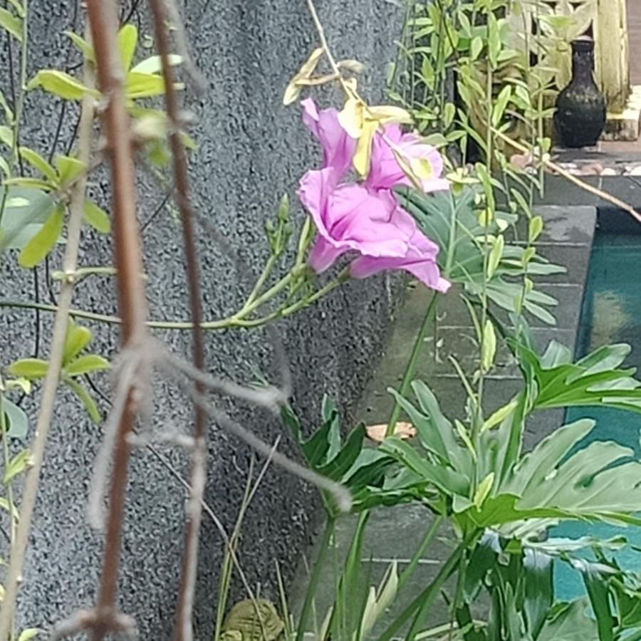 D'Puja Home Stay And Spa Nusa Dua (Bali) Exterior foto